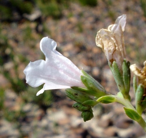 Lobostemon hottentoticus flower